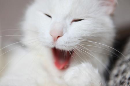 Yawning Cat