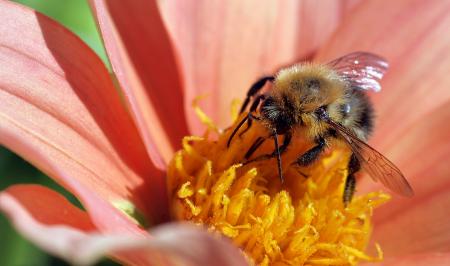 Yellow and Black Bee