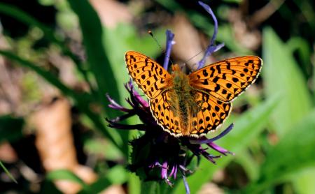 Yellow and Black Butterfly on Purple Flower at Daytime