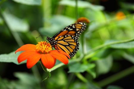 Yellow and Black Butterfy on Top of Orange Daisy Flower
