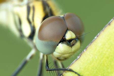 Yellow and Black Dragonfly