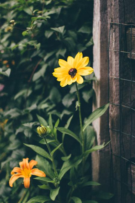 Yellow and Black Flower Infront of Brown Wood Frame Fence