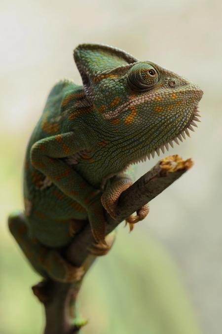 Yellow and Green Coated Lizard