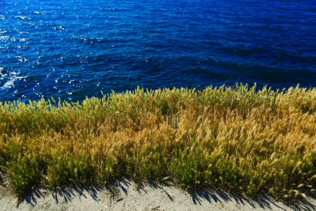 Yellow and Green Grass Beside Body of Water