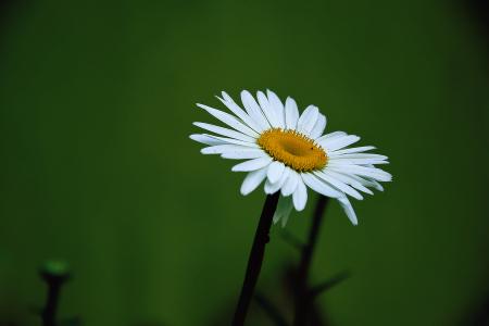 Yellow and White Daisy Flower