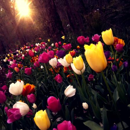 Yellow and White Tulips Field