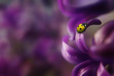 Yellow Beetle on Purple