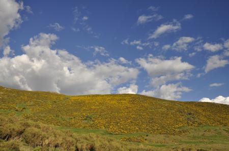 Yellow blue white