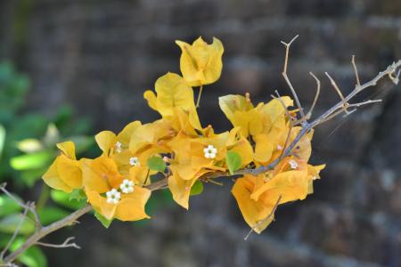 Yellow Bougenville