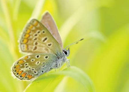 Yellow Brown and Silver Butterfly Sitting on a Grass