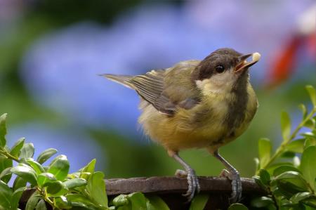 Yellow Brown Bird Perch on Tree