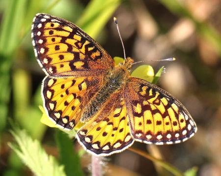 Yellow Butterfly