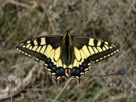 Yellow Butterfly