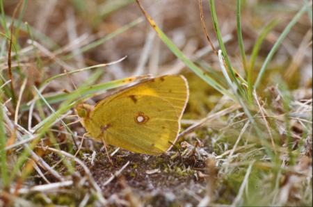 Yellow butterfly