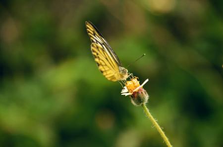 Yellow Butterfly Perched on Flower