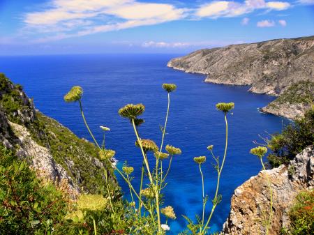 Yellow Chrysanthemums Overlooking Sea View With Mountains