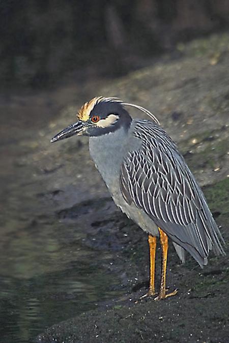 Yellow Crowned Heron