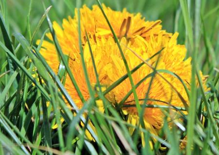 Yellow Dandelion