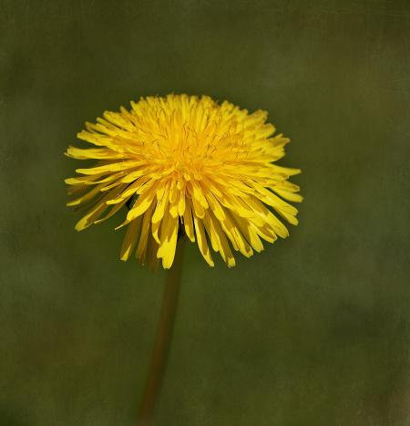 Yellow Dandelion