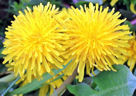 Yellow Dandelion