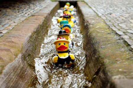 Yellow Duckies in Line on a Concrete Floor