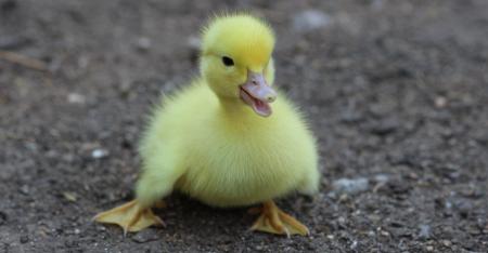 Yellow Duckling on Gray Dirt