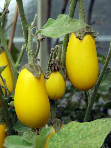 Yellow eggplant