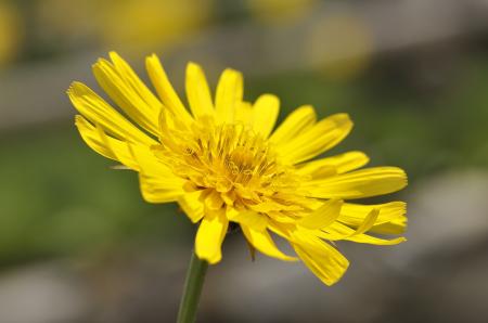 Yellow Flower