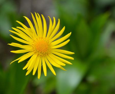 Yellow Flower