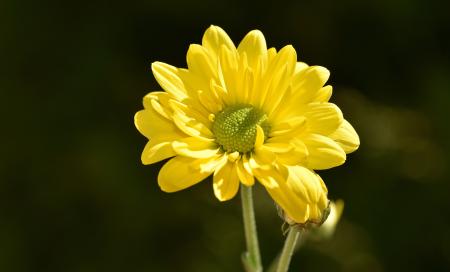 Yellow Flower