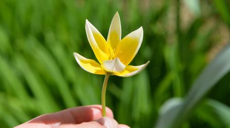 Yellow Flower