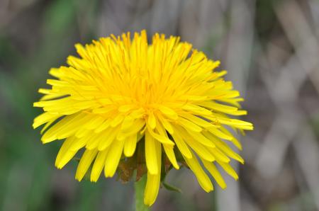 Yellow Flower