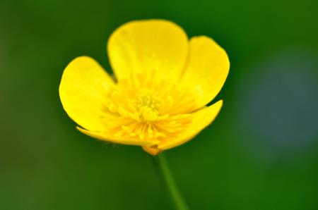 Yellow Flower