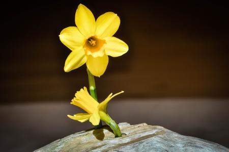 Yellow Flower