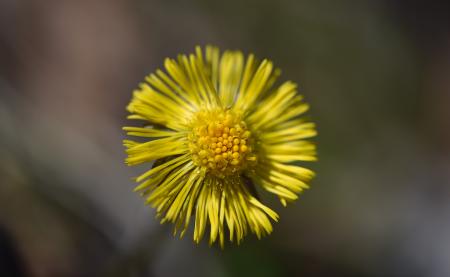 Yellow Flower