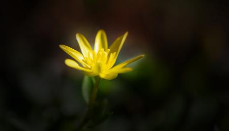 Yellow Flower