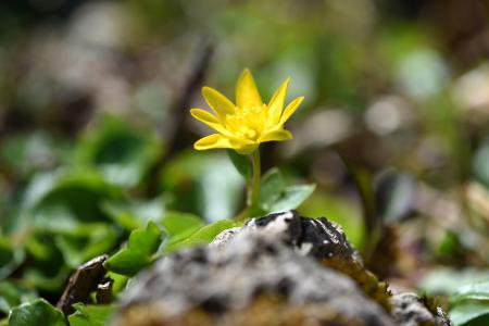 Yellow Flower