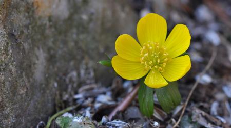 Yellow Flower