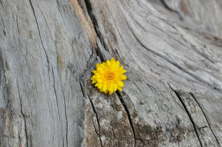 Yellow Flower