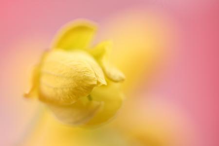 Yellow Flower