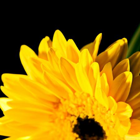 Yellow flower
