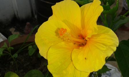 Yellow flower