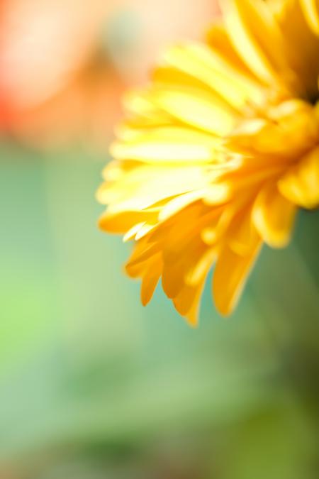 Yellow flower