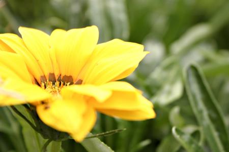 Yellow Flower