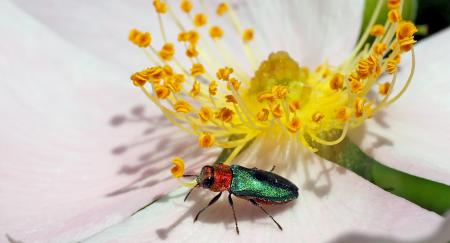 Yellow Flower and Beetle