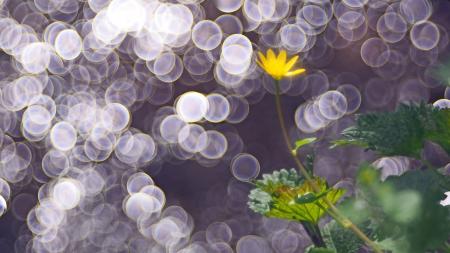 Yellow Flower and Bokeh