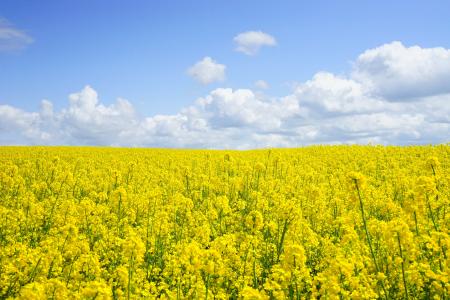 Yellow Flower Field Under Blue Cloudy Sky during Daytime