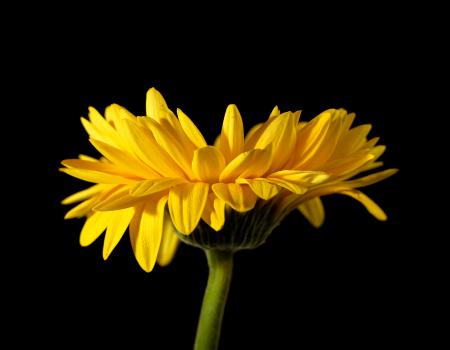 Yellow Flower on Black