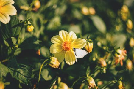 Yellow Flower Plant in Macro Shot