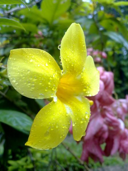 Yellow flower with water content